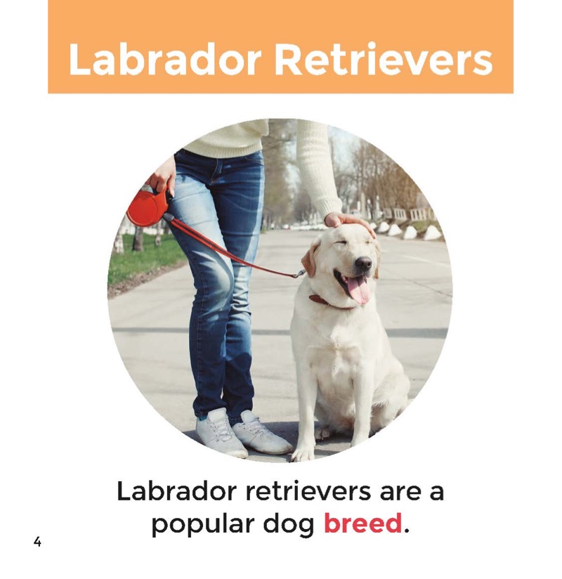 Labrador Retrievers — page 1