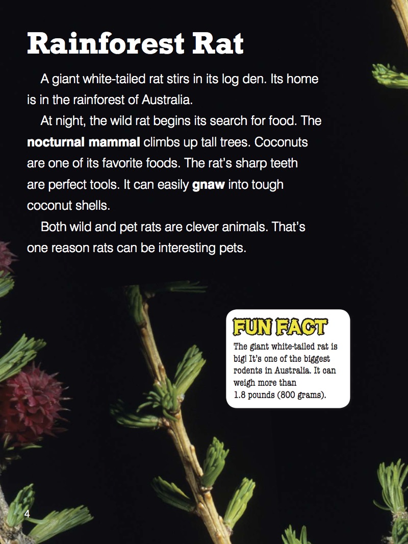 Rat — page 1