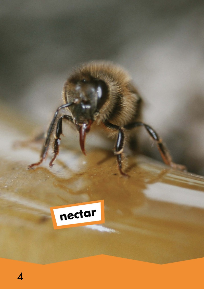 How Bees Make Honey — page 1