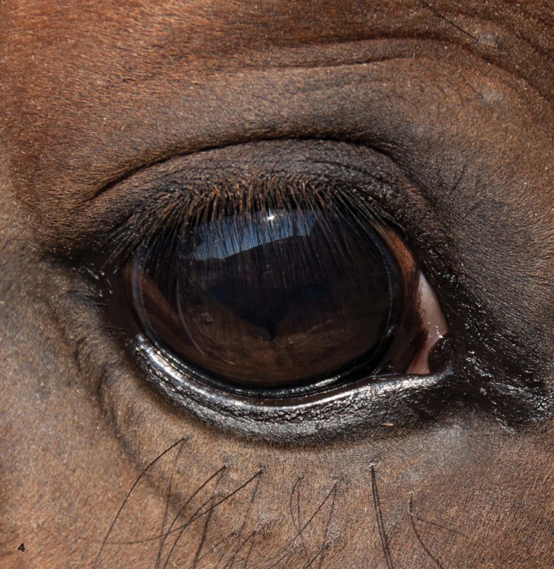 Crines majestuosas (Majestic Manes) — page 1