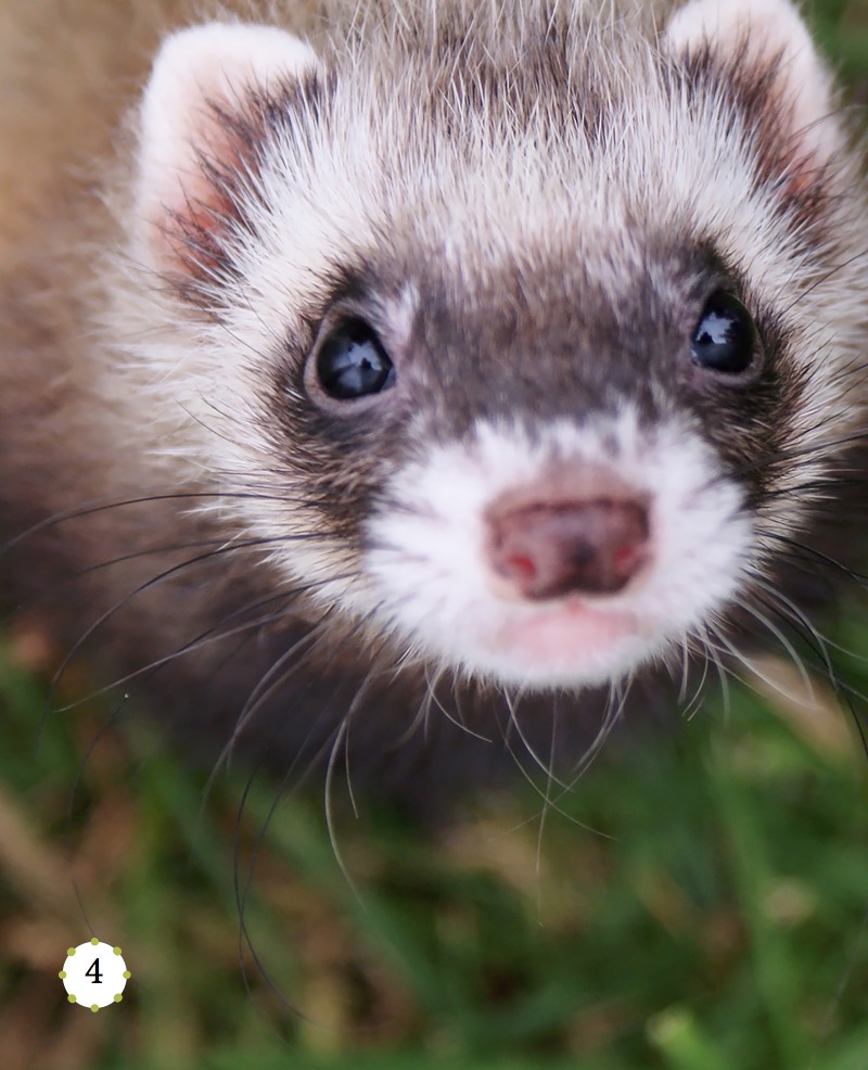 My Favorite Pet: Ferrets — page 1