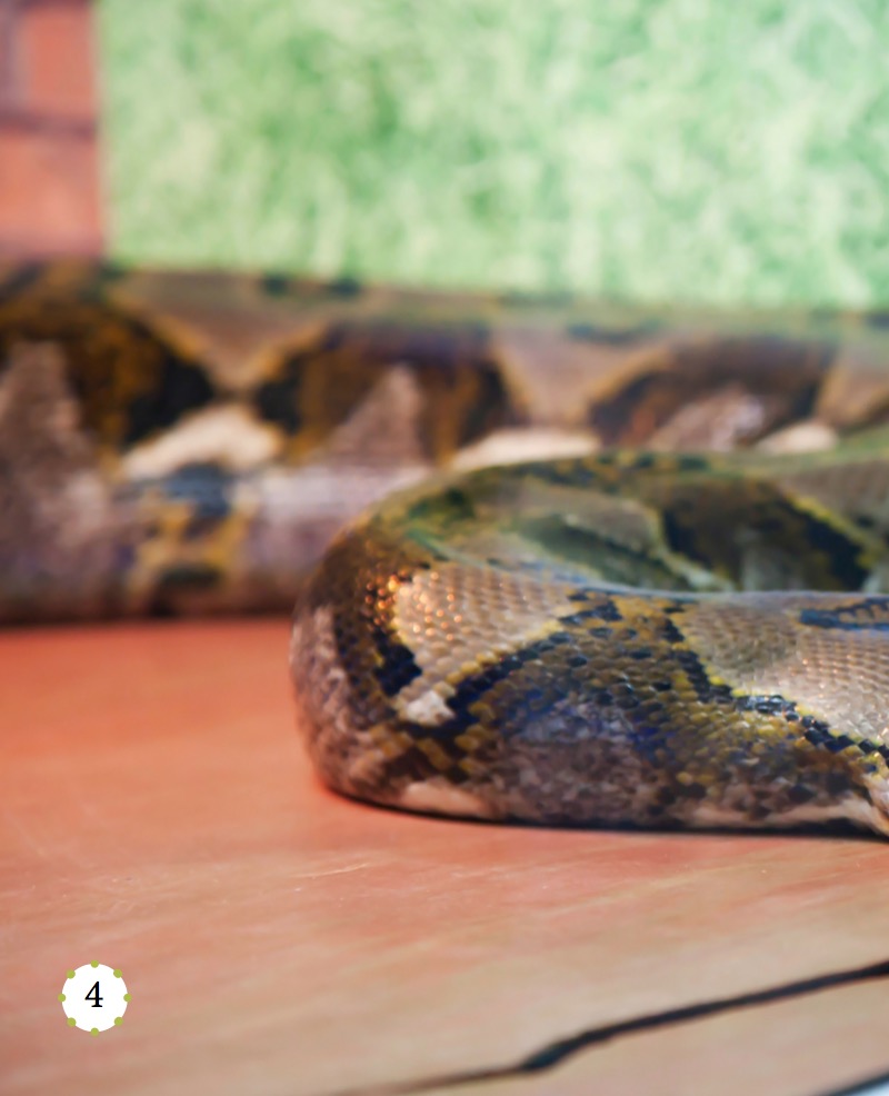 My Favorite Animal: Pythons — page 1