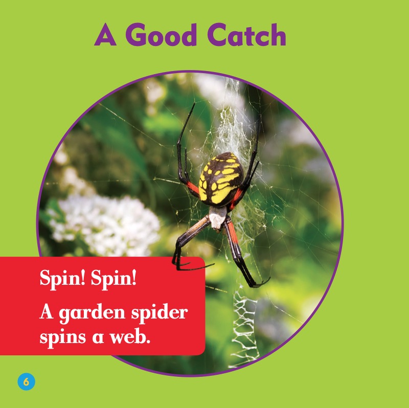 Garden Spiders — page 1