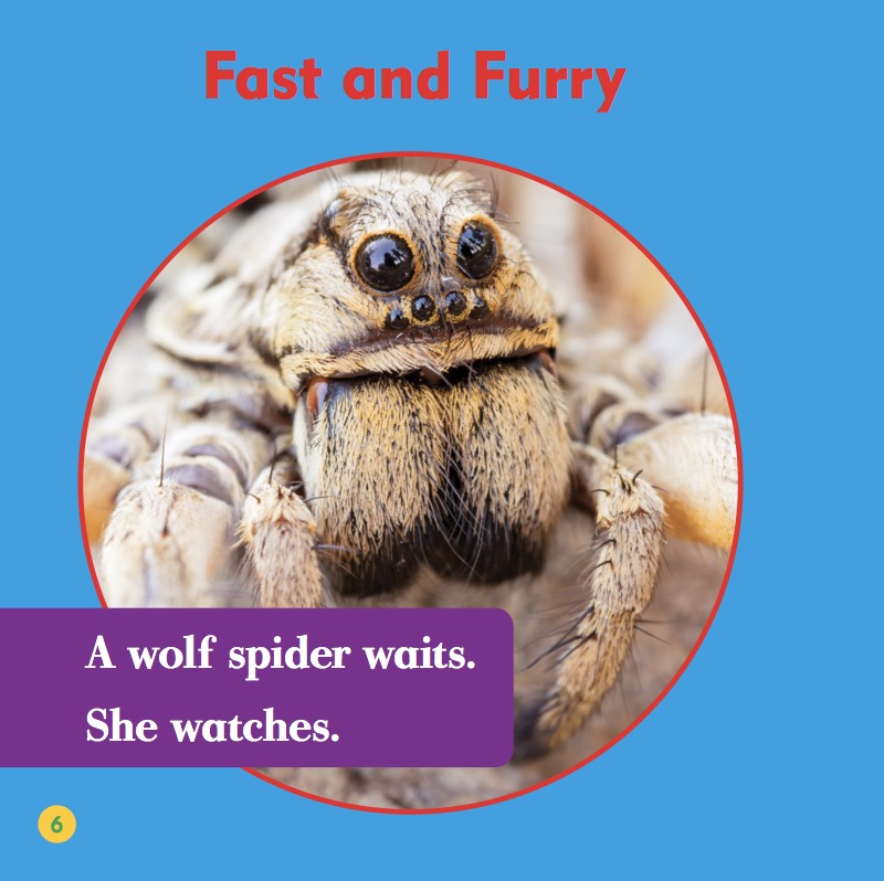 Wolf Spiders — page 1