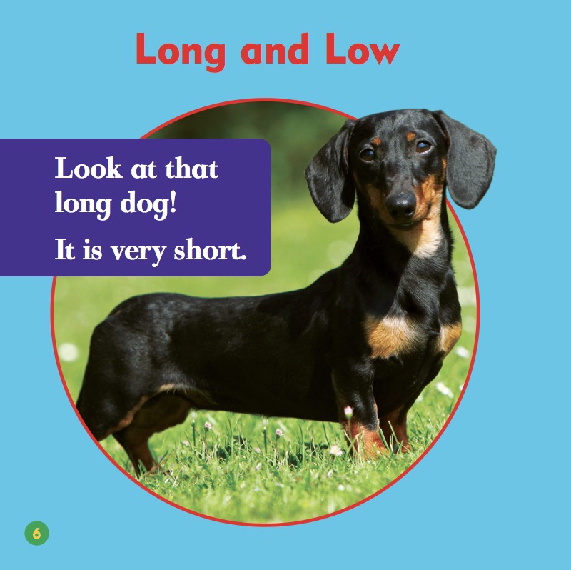 Dachshunds — page 1