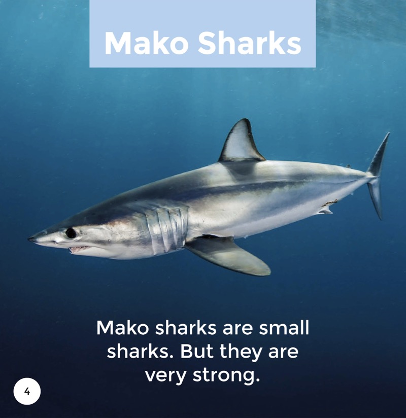 Mako Sharks — page 1
