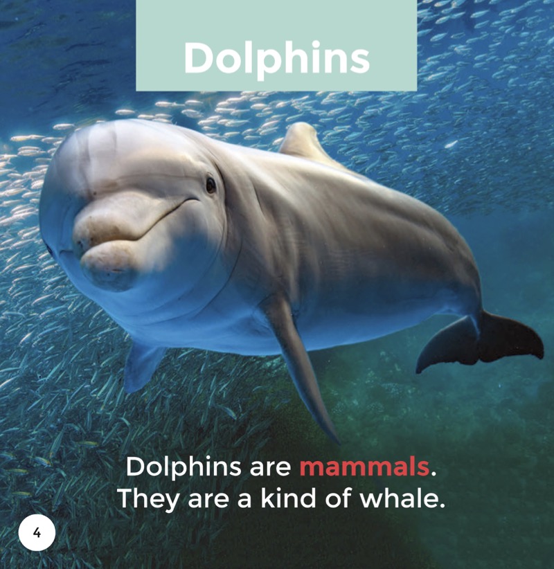 Dolphins — page 1