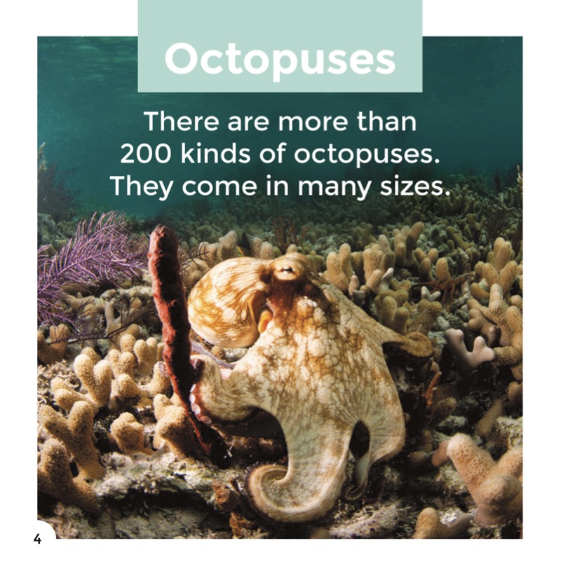 Octopuses — page 1