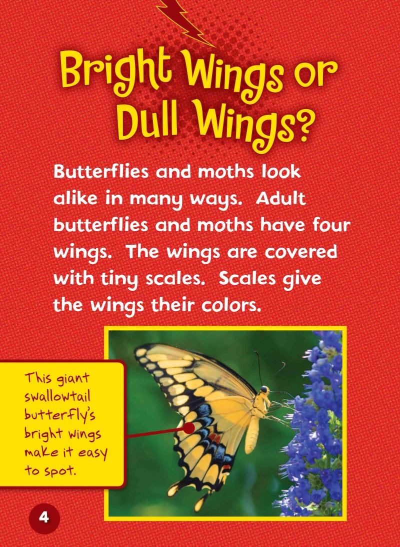 Can You Tell a Butterfly from a Moth? — page 1