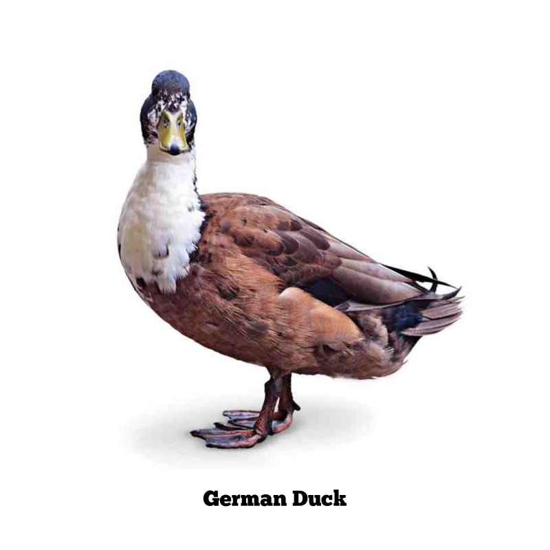 Ducks — page 1