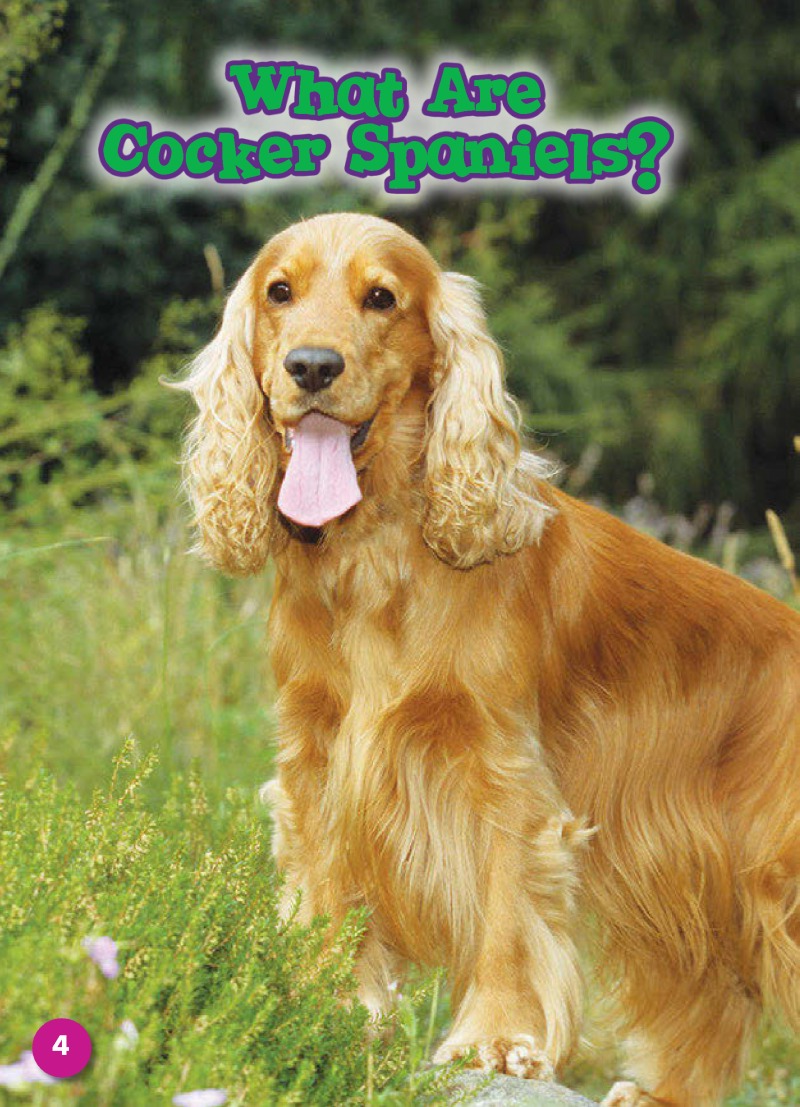 Cocker Spaniels: Dog Breeds — page 1