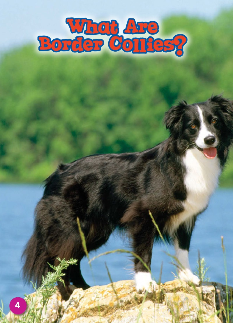 Border Collies: Dog Breeds — page 1