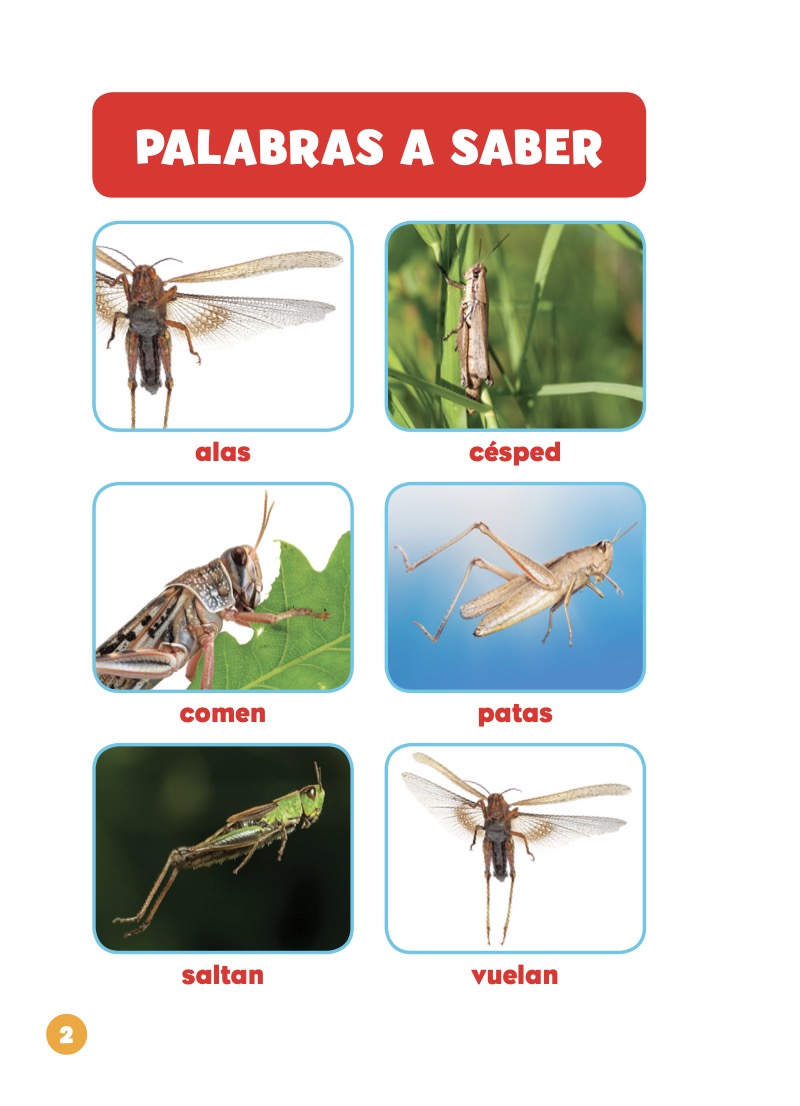 Insectos en tu jardín: Veo saltamontes — page 1