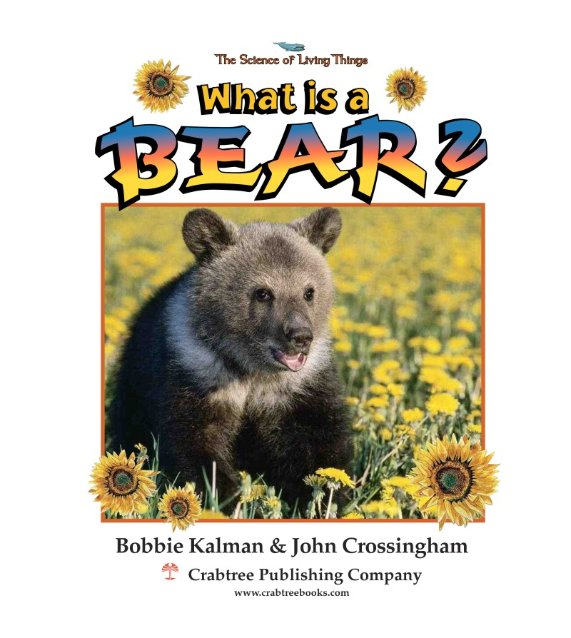 What is a Bear? book cover