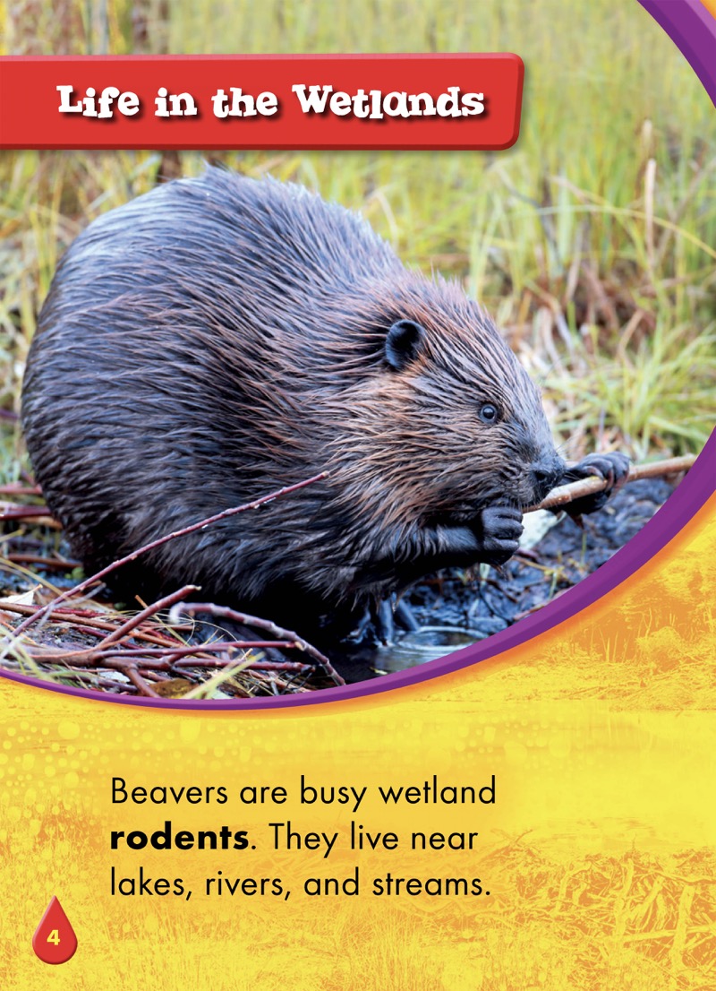Animals of the Wetlands: Beavers — page 1