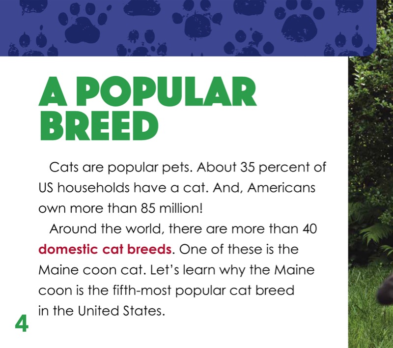 Main Coon Cats — page 1
