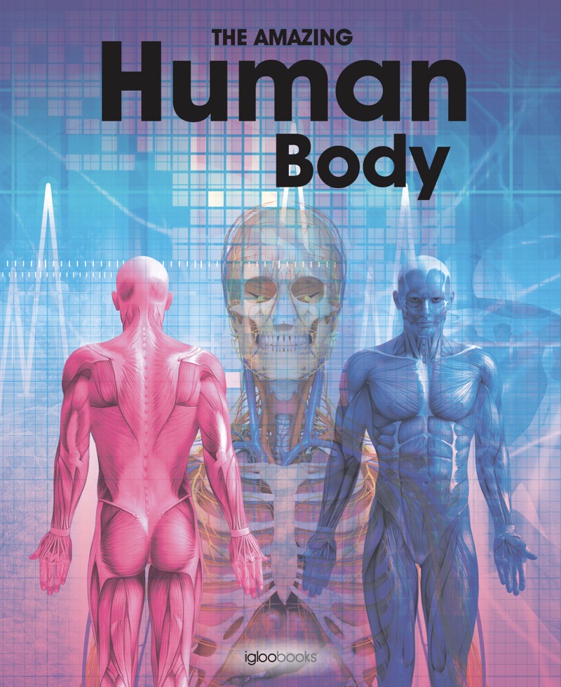 The Amazing Human Body book cover
