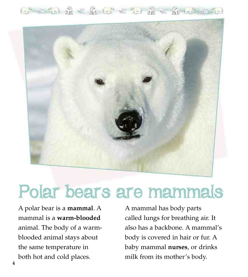 The Life Cycle of a Polar Bear — page 1