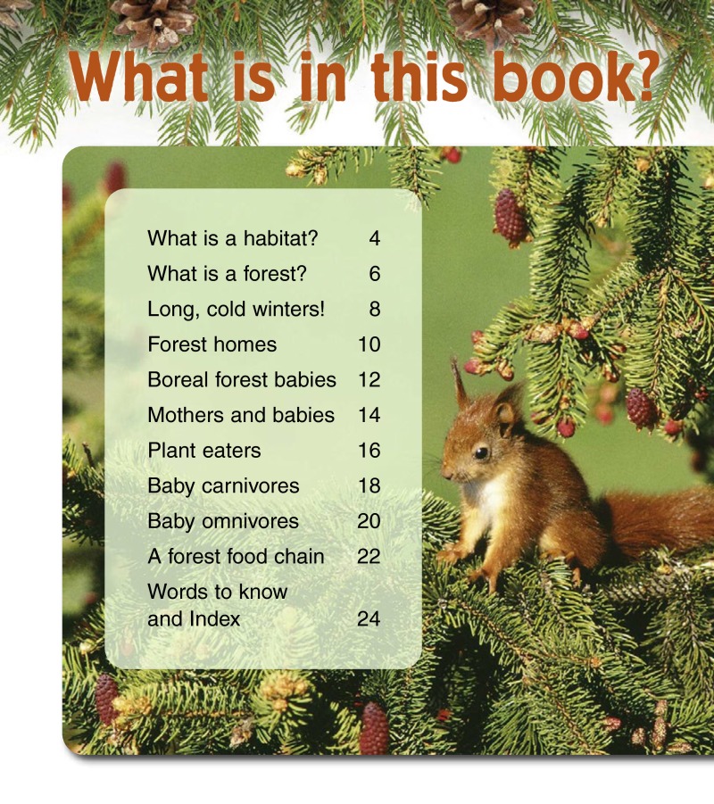 Baby Animals in Northern Forests book cover