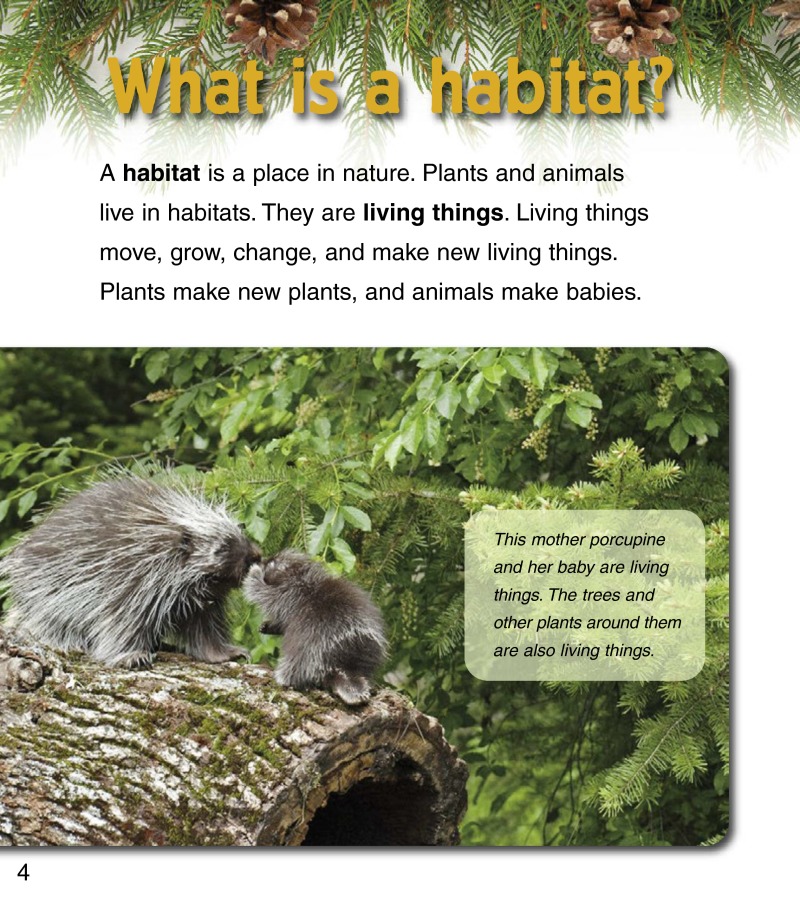 Baby Animals in Northern Forests — page 1