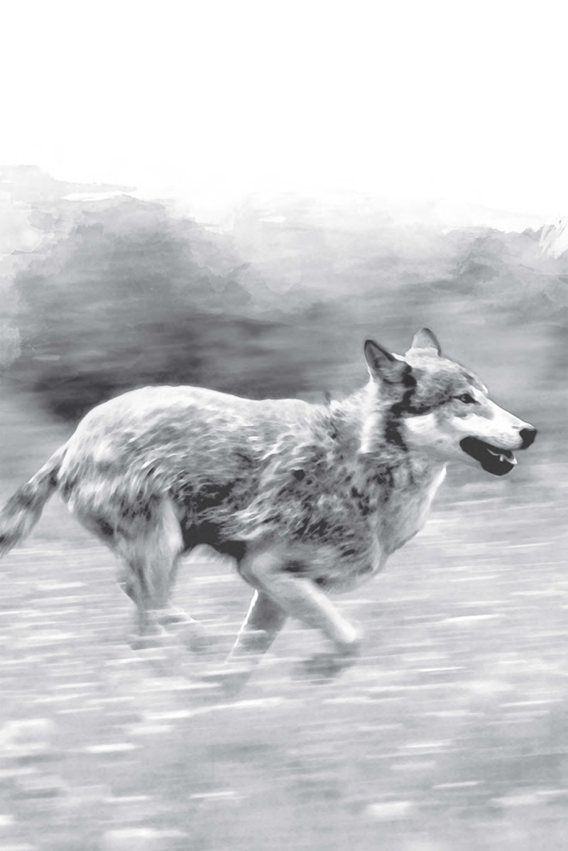 Running with Wolves: Our Story of Life with the Sawtooth Pack — page 1
