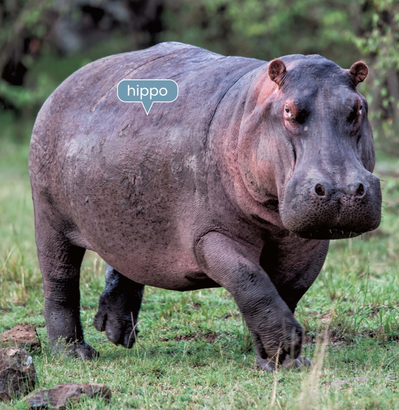 Alphabet Fun: H is for Hippo — page 1