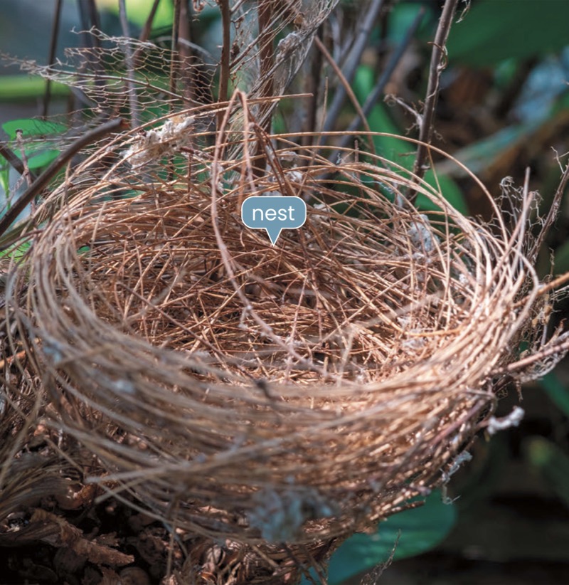 Alphabet Fun: N is for Nest — page 1