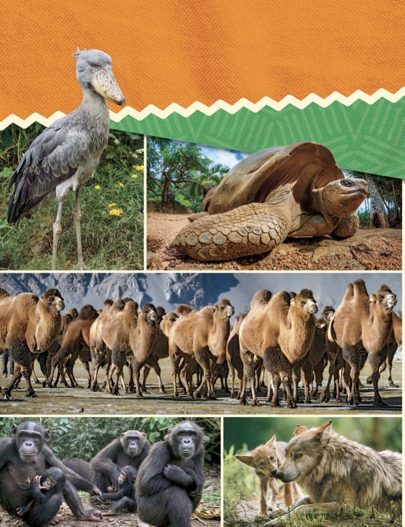Wild Vet Adventures: Saving Animals Around the World with Dr. Gabby Wild — page 1