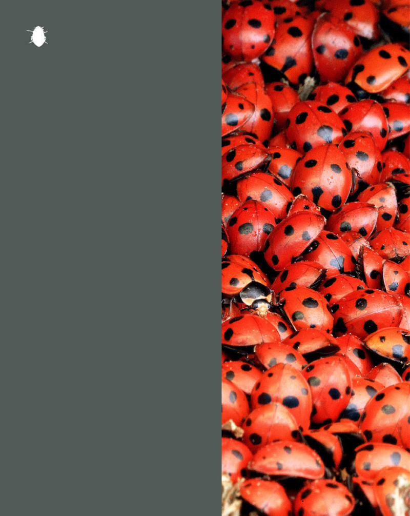 Ladybugs — page 1