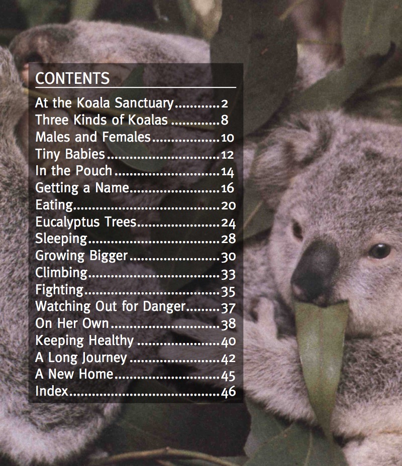 Koala book cover