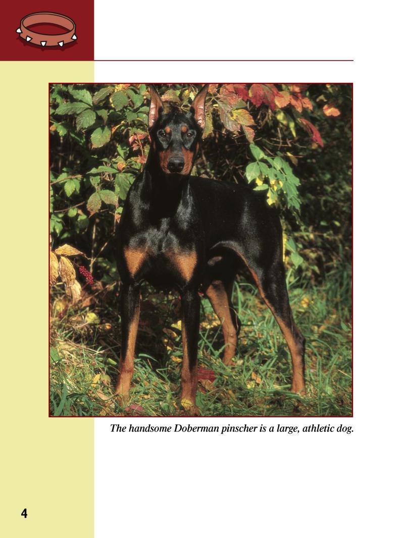 Eye To Eye With Dogs: Doberman Pinschers — page 1