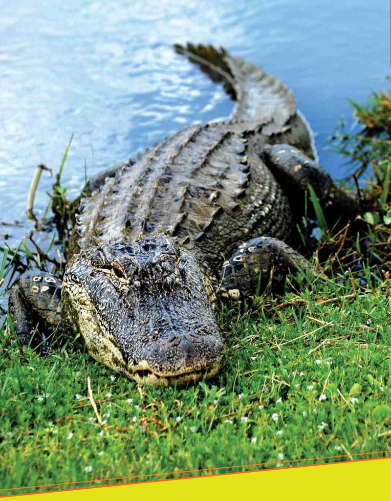 Amazing Reptiles: Alligators — page 1