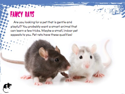 Let's Talk About Pets: The Facts On Rats — page 1