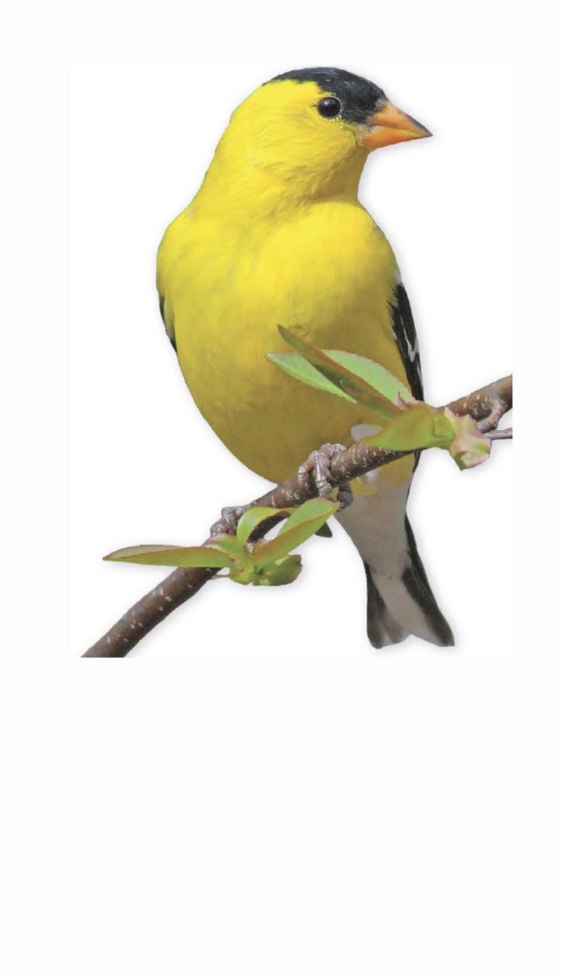 Birdology: 30 Activities and Observations for Exploring the World of Birds — page 1