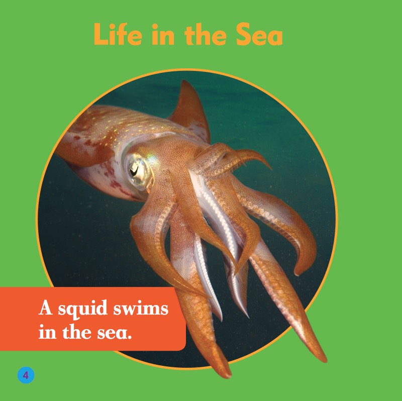 Life Under The Sea: Squids — page 1