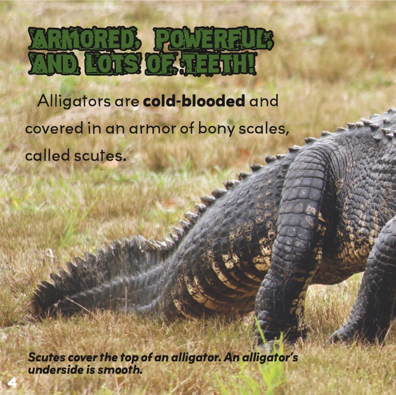 Alligators. Big Teeth. Fierce Hunters! — page 1