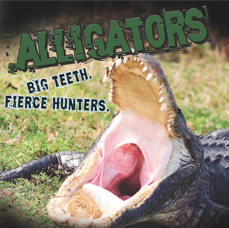 Alligators. Big Teeth. Fierce Hunters! book cover