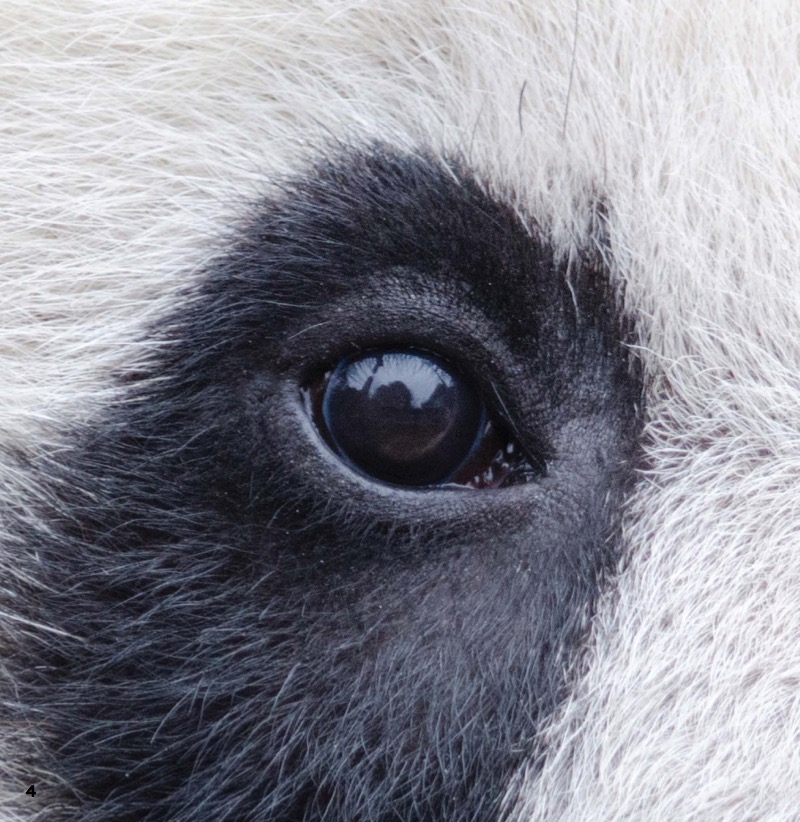Round and Rare: Giant Panda — page 1
