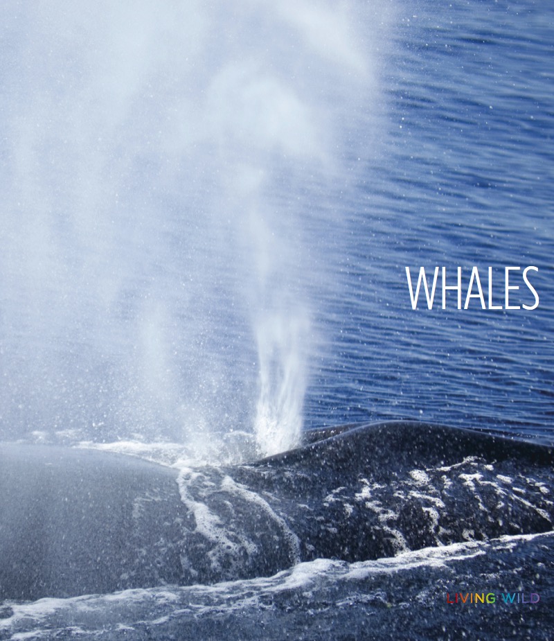 Whales book cover