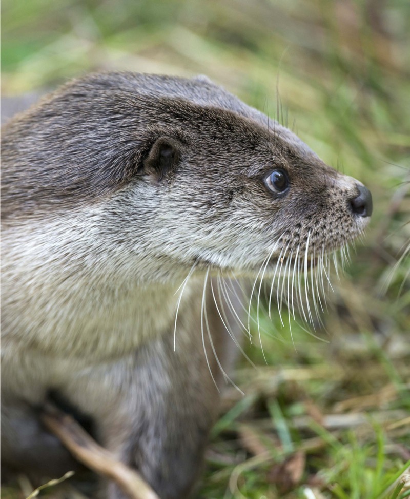My Favorite Animal: Otters — page 1