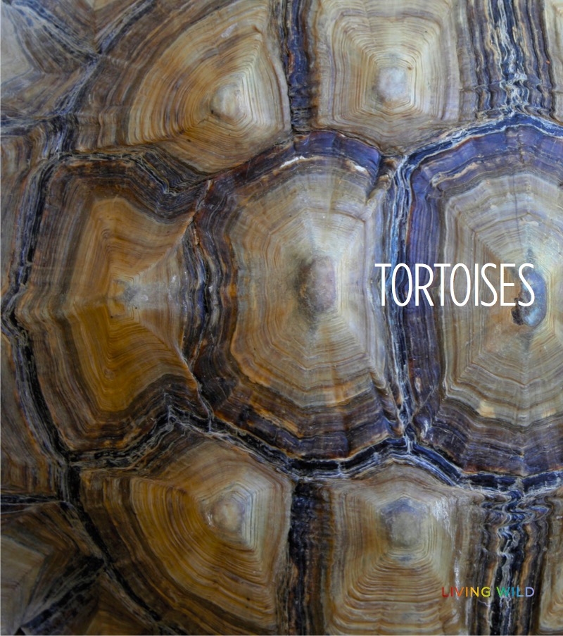 Tortoises book cover