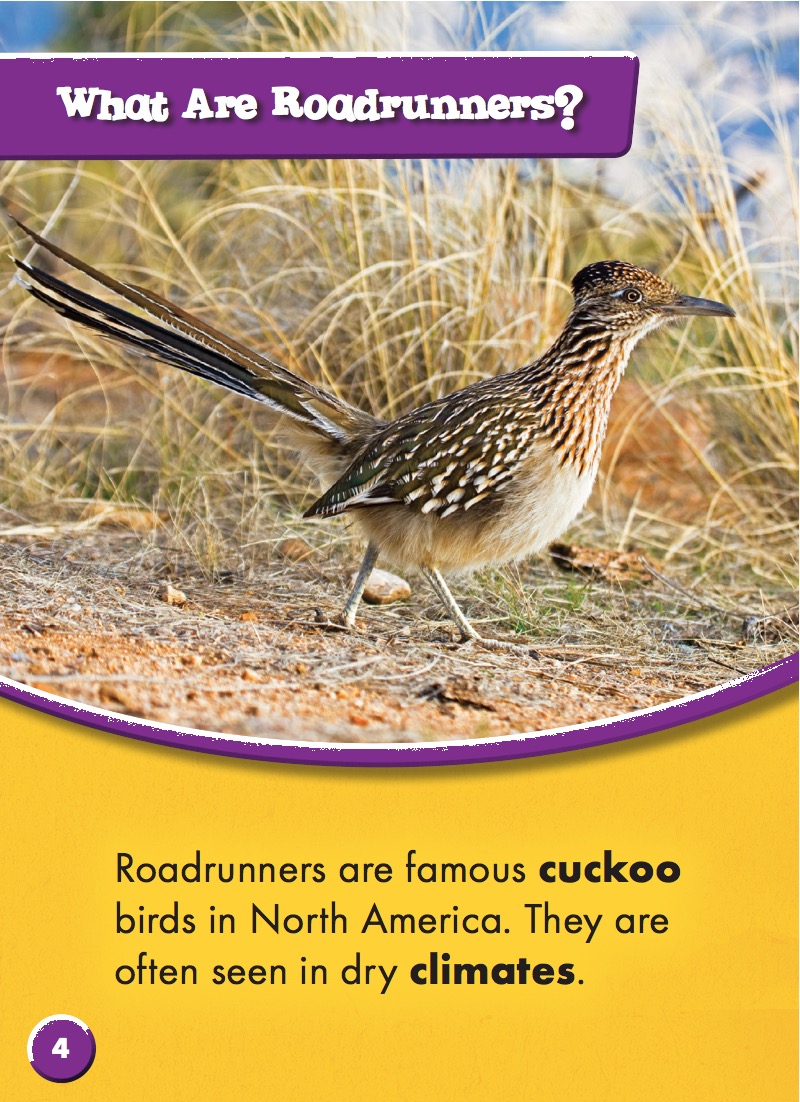 North American Animals: Roadrunners — page 1