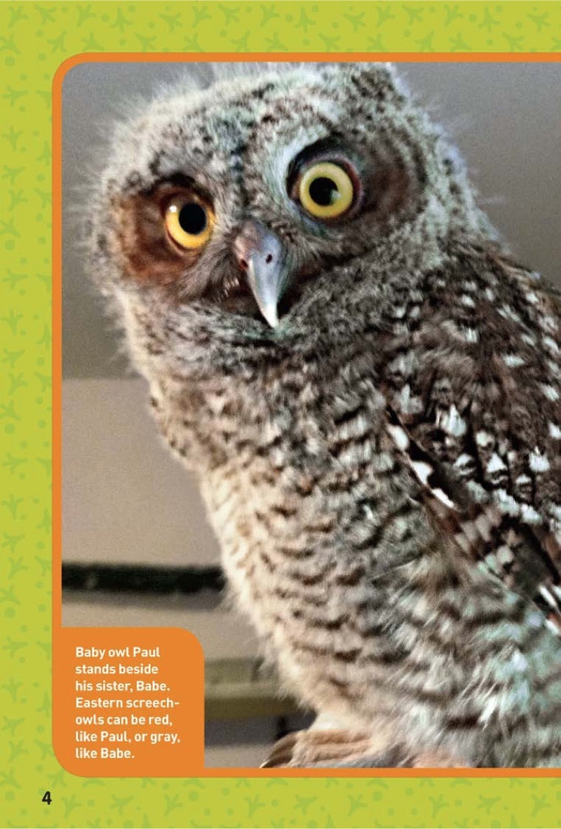 National Geographic Kids Chapters: Hoot, Hoot, Hooray! — page 1