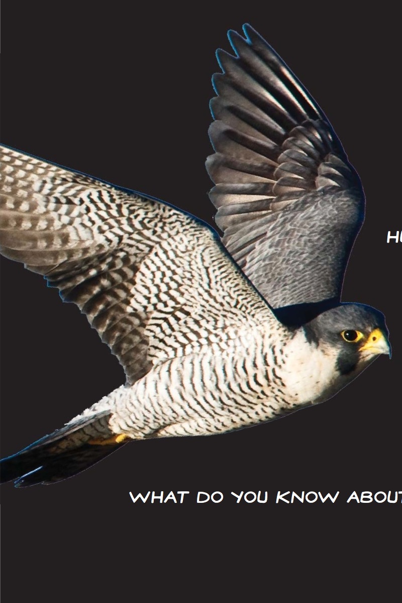 Peregrine Falcon: Master of Speed — page 1