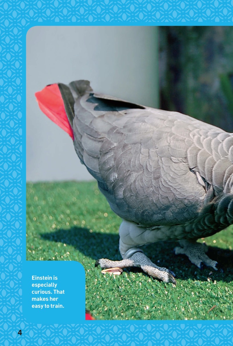 National Geographic Kids Chapters: Parrot Genius — page 1