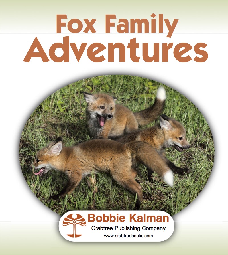 Fox Family Adventures book cover