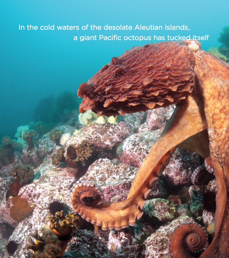 Octopuses — page 1
