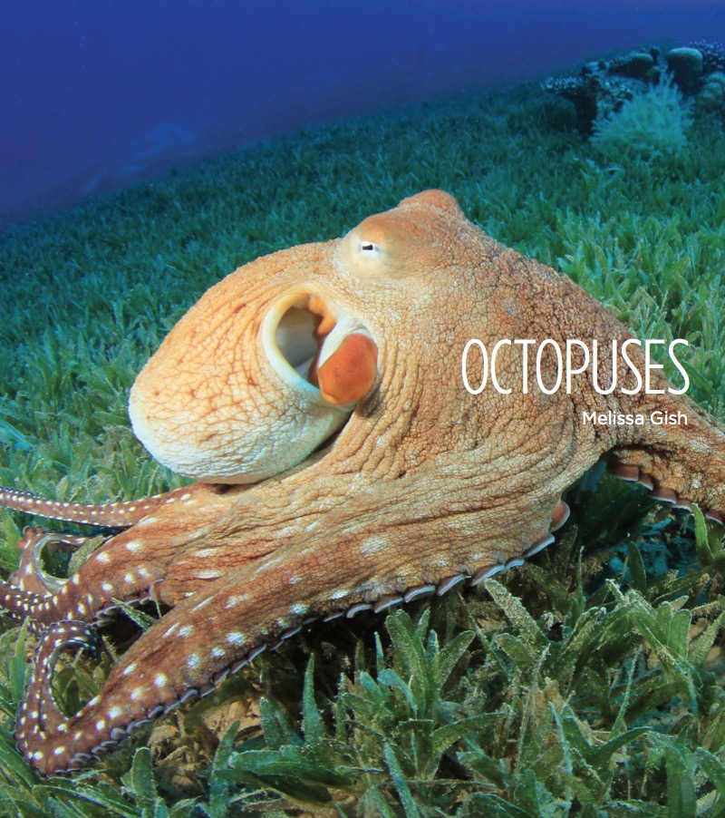 Octopuses book cover