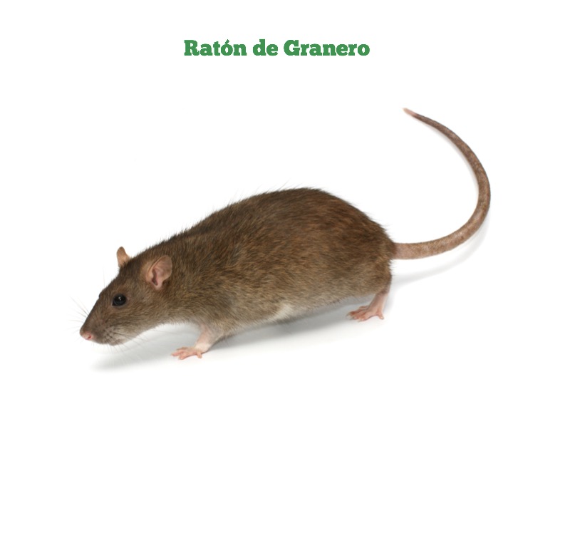 Animales de Granja — page 1