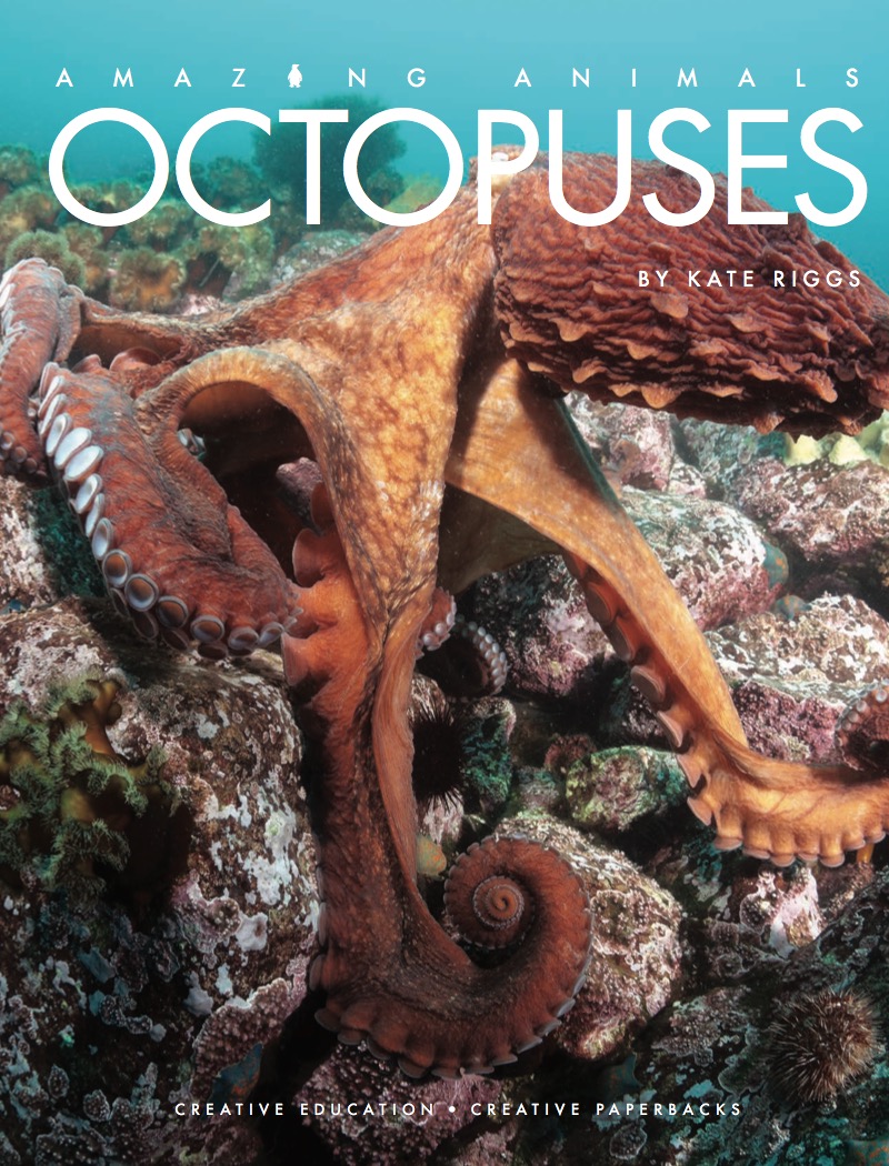 Octopuses book cover